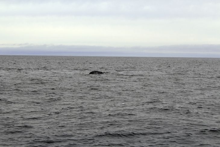 En stor gråhval siger hej til os alle på båden. Turene er designet sådan, at vi aldrig sejler så tæt på, at vi irriterer hvalerne. De kommer dog ofte hen og kigger på os. Foto: Nanna C. Pedersen