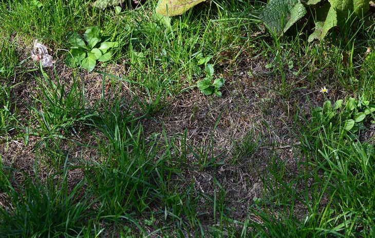 Ser din græsplæne sådan ud? Du kan sagtens få den til at se pæn ud igen med topdressing. Foto: Jesper Carl Corfitzen