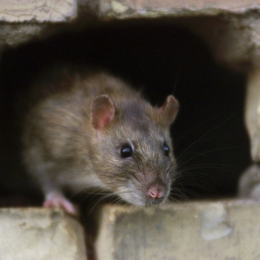 Lone dræbt over 50 rotter simpelt – Ekstra Bladet