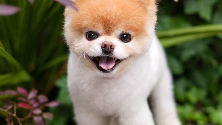 Den populære hund Boo, der havde over 16 millioner følger på facebook døde fredag. Foto: Privatfoto