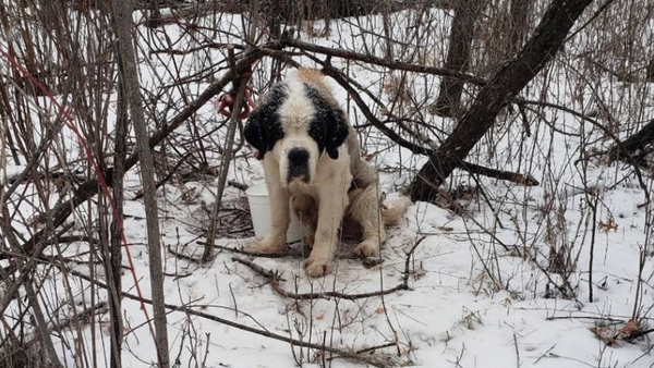 jord generation nær ved Hund reddet efter flere uger i 40 graders kulde – Ekstra Bladet