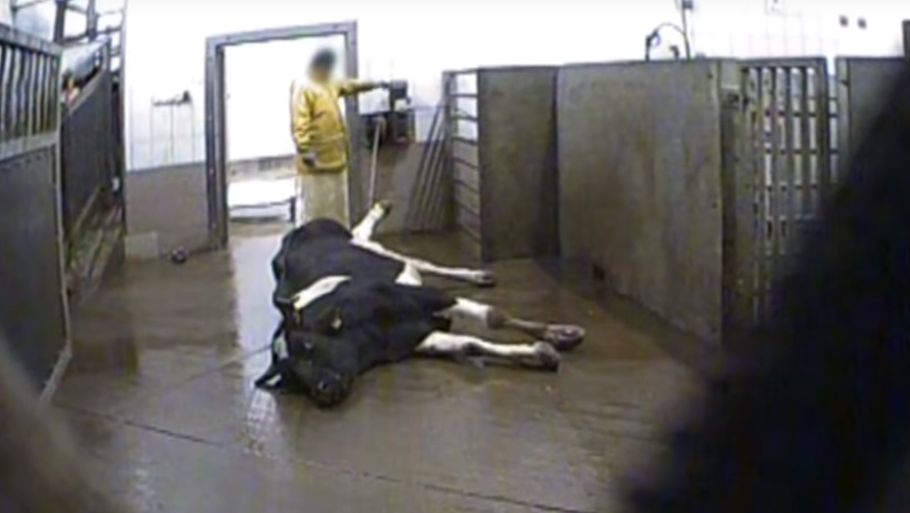Flere af køerne var så syge, at de ikke kunne gå, og derfor blev de slæbt ind på slagteriet med en maskine. Foto: Screenshot v. Superwizjer TVN