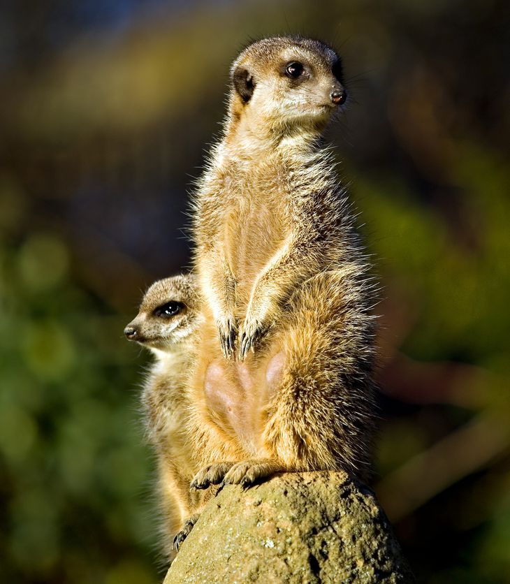 Timon, fra Timon og Pumba, er faktisk en surikat. Foto: Ole Lind