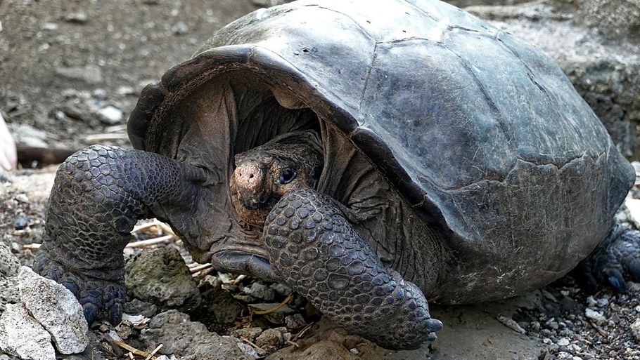 Her ses det levende eksemplar af kæmpe skildpadden 'Chelonoidis phantasticus', som videnskabsmænd eller troede har været udryddet i mere end 100 år. Ritzau Scanpix)