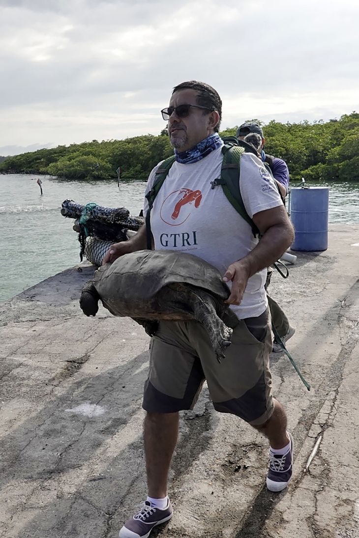 En af ekspeditionsdeltagerne bærer her skildpadden, der blev flyttet fra Fernandina-øen til en natur-park, hvor man kan holde øje med den. (Foto: Ritzau/Scanpix)