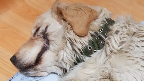 Saks Rummet form Grov mishandling: Hund fik skåret munden op som 'Jokeren' i Batman – Ekstra  Bladet