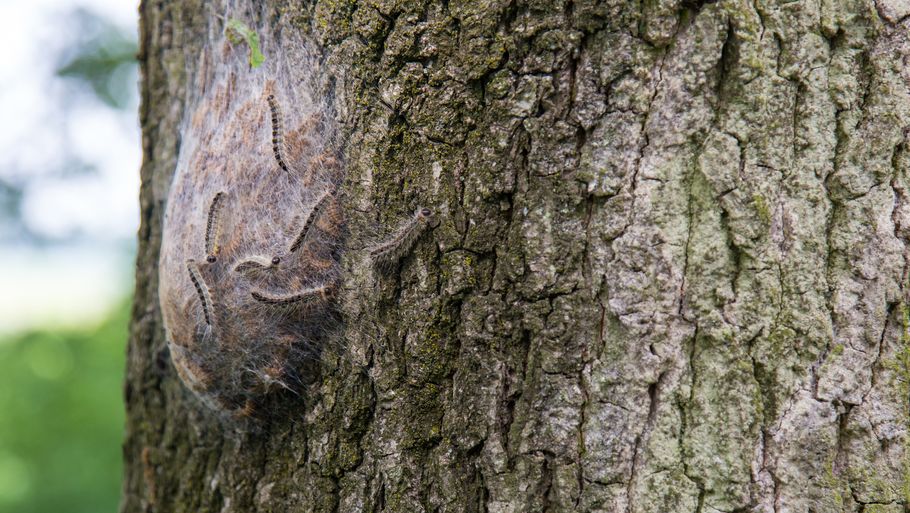 Larven laver sin rede på egetræer. De bliver ofte fældet for at undgå spredning af den giftige larve. Foto: Shutterstock