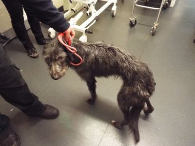 mikro Sanktion Stolpe Efterladt hund sultede ihjel: 'Den tyndeste jeg nogensinde har set' –  Ekstra Bladet