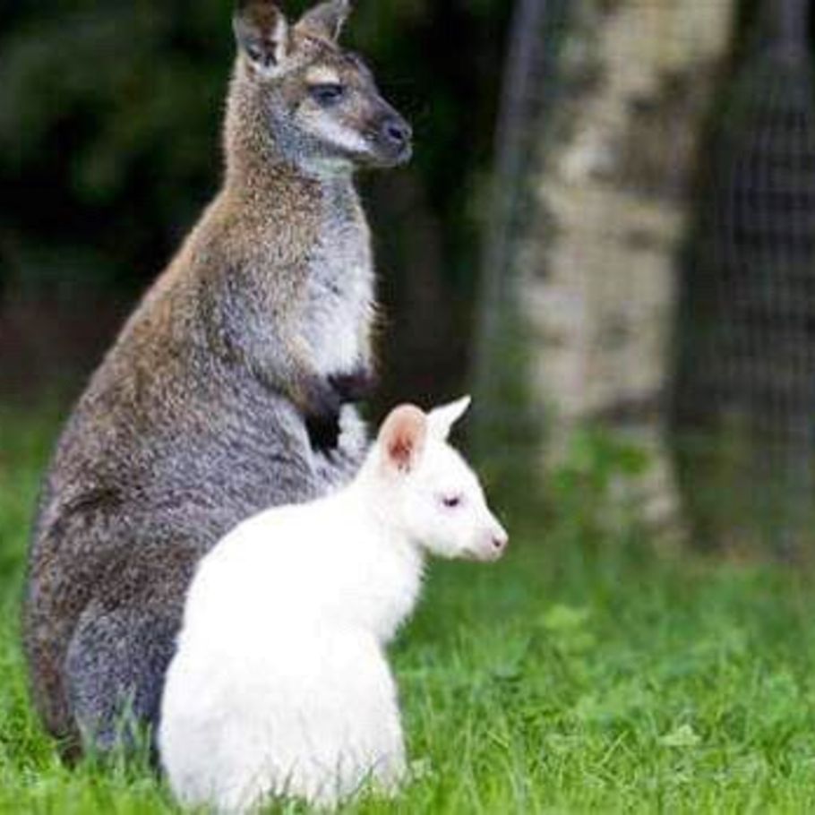 Løse Quilt dygtige Mystik om stjålne kænguruer: - Det er sgu mærkeligt – Ekstra Bladet