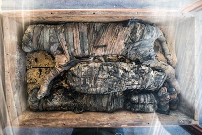 Udover nedbryder rabat Egypten afslører sjældent fund af mumificerede løveunger, krokodiller og  katte – Ekstra Bladet