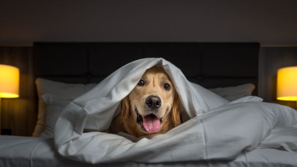 Send din hund lydtæt hotel nytårsaften – Ekstra Bladet