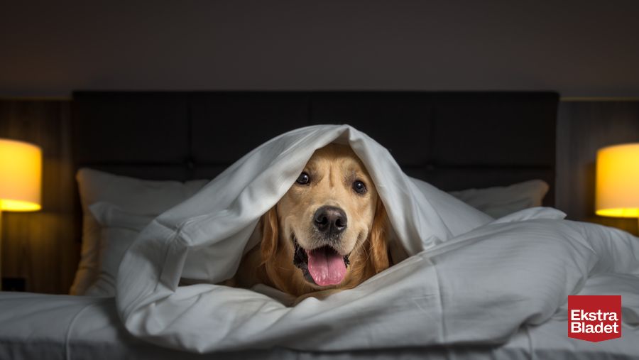 Send din hund lydtæt hotel nytårsaften – Ekstra Bladet