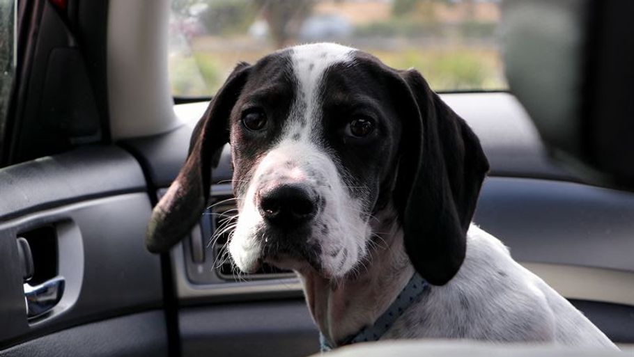 Det kan have meget alvorlige konsekvenser for både hund og passagerer, hvis ikke hunden er spændt ordentlig fast i bilen. Foto: PR