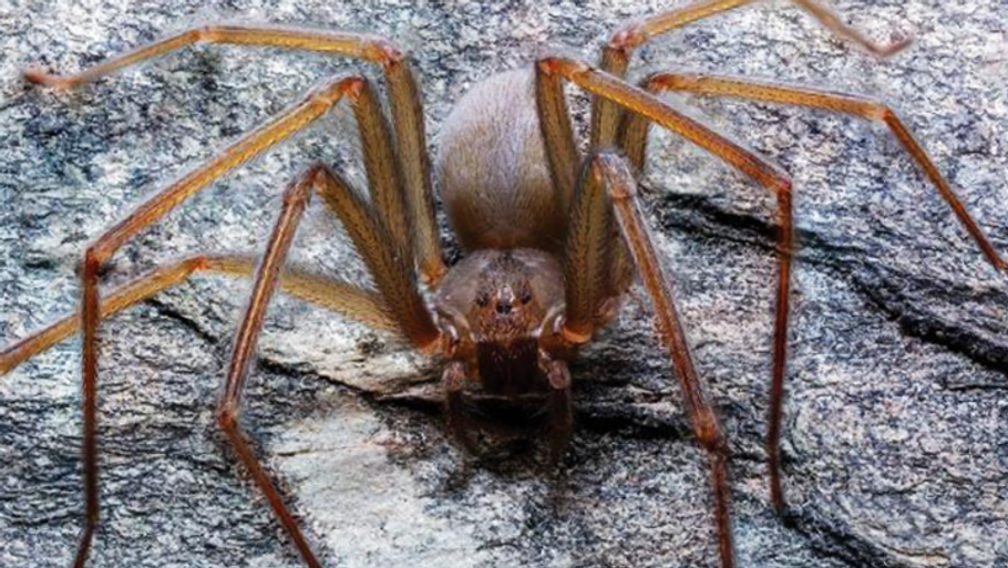 Edderkoppens gift kan give store sår, hvis du bliver bidt. Foto: UNAM