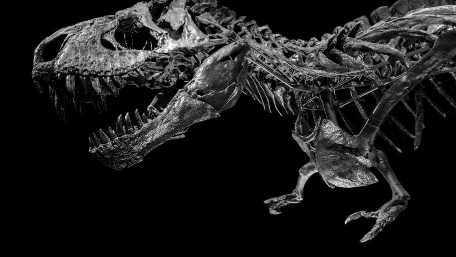 De nye dinosaurer er de absolut største af deres slags. Foto: Frederik Wolff Teglhus/Statens Naturhistoriske Museum