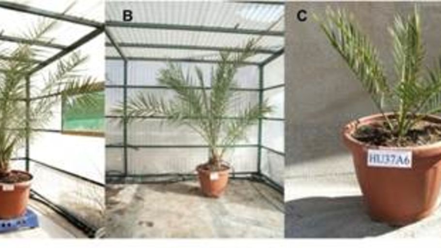 Det er lykkedes forskere at dyrke seks daddeltræer med frø, der er 2.000 år gamle. (Foto: Guy Eisner)