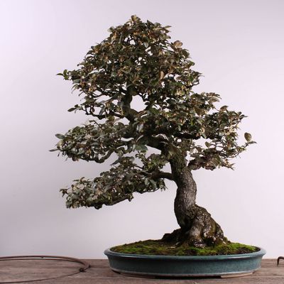 italiensk Afgørelse Muligt Kostbare bonsai-træer stjålet fra museum – Ekstra Bladet