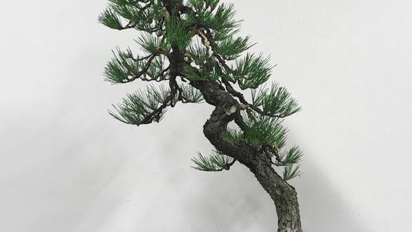 craft generelt Dwell Kostbare bonsai-træer stjålet fra museum – Ekstra Bladet