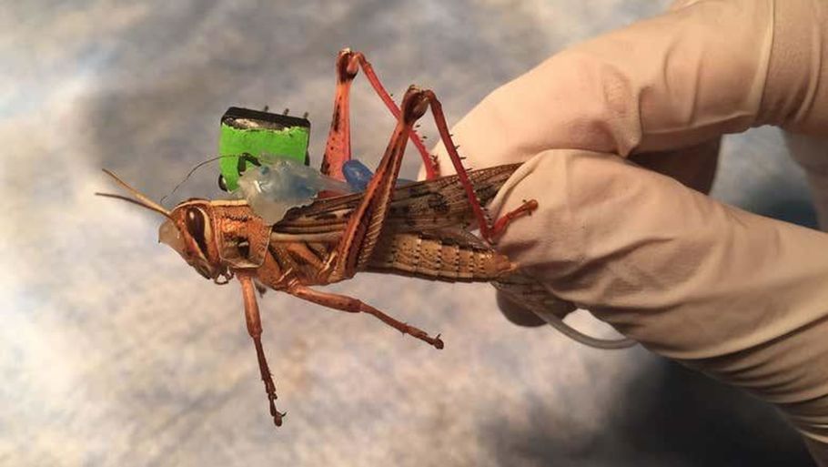 Forskere har boret elektroder ind i græshoppers hjerner, så de kan bruges til at opsnuse sprængstoffer. (Foto: Baranidharan Raman/Washington University in St. Louis)