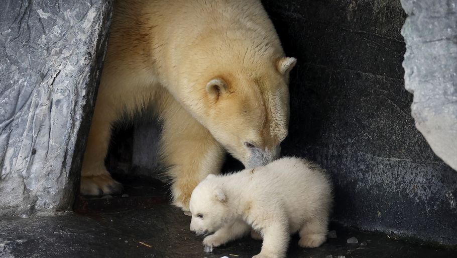 En ung isbjørnehun døde i går i Københavns Zoo. Foto: Jens Dresling/ Arkiv