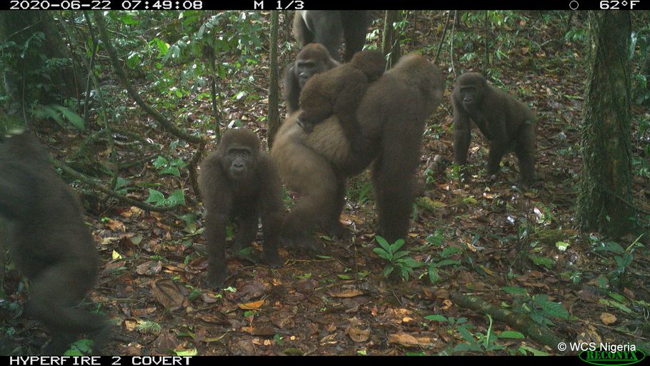 Cross River gorillaen er meget sjælden, og det er flere år siden, den sidst blev fanget på kamera. Foto: WCS Nigeria/Ritzau Scanpix
