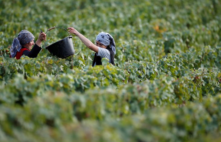 Nogle vinavlere har har et tab på 90 procent i vente. Arkivfoto: Christian Harmann/Ritzau Scanpix