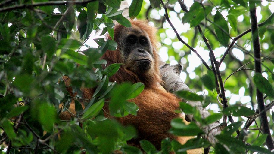 Hvis minedrift tager livet af blot otte tapanuli-orangutanger om året, vil den genetiske diversitet falde til et niveau, hvor arten risikerer at uddø i løbet af det næste årti, mener forskere. Foto: Prayugo Utomo/Wikimedia Commons