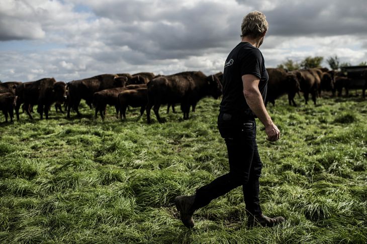 Det er et halvt år siden landet lukkede ned - Ditlevsdal bison farm var lige ved at knække, da de fik støtte fra lokale. Foto: Tim Kildeborg Jensen