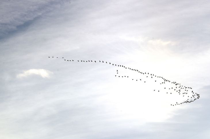 Fugle sparer kræfter, når de flyver i V-formation. Arkivfoto: Carsten Andreasen