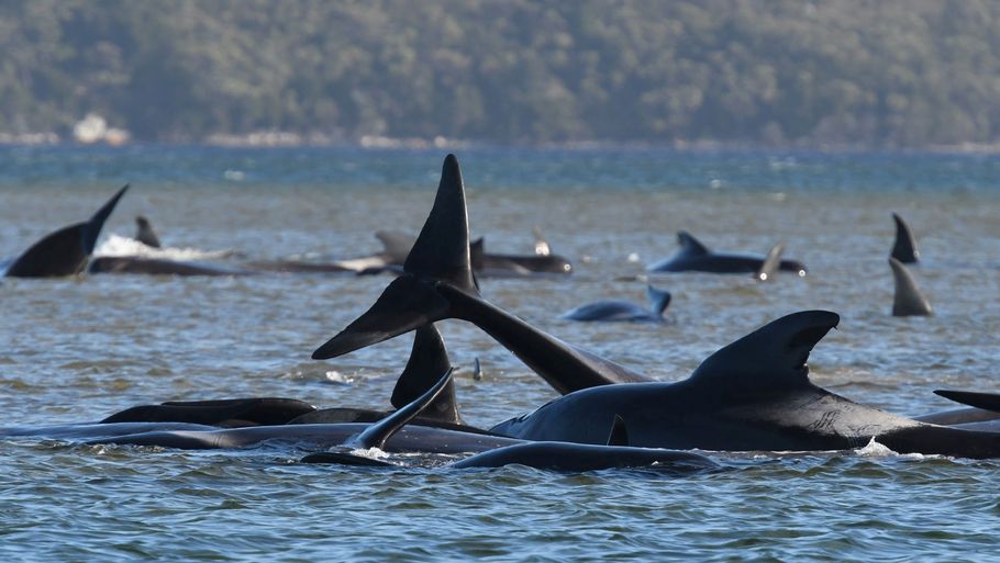 Det var mandag, at de første 270 strandede hvaler blev fundet ved Macquarie Harbour på Tasmaniens øde vestkyst. Foto: Ritzau Scanpix