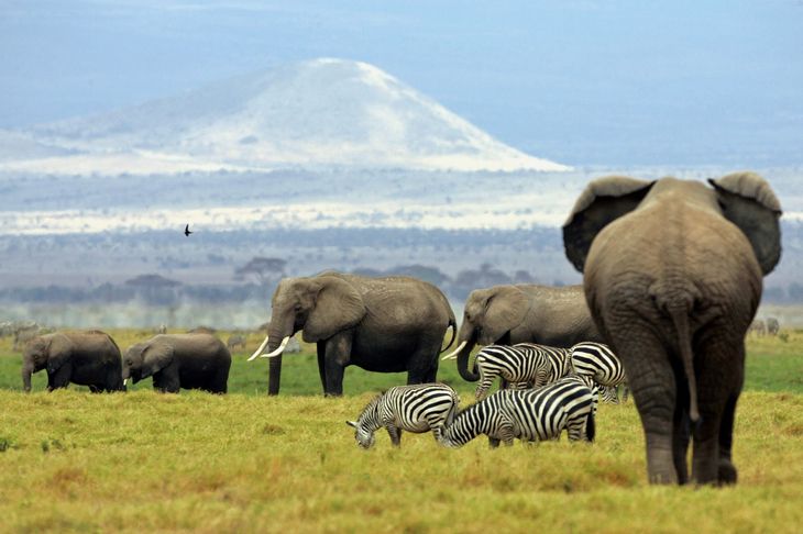 Kilimanjaro fotograferet fra Amboseli National Park i Kenya. (Arkivfoto): Radu Sigheti/Reuters