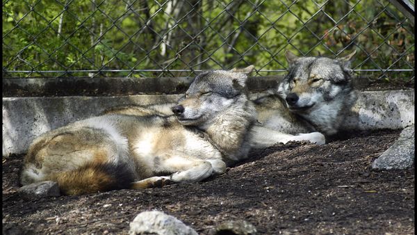 Raser over Tre smukke ulve – Ekstra Bladet