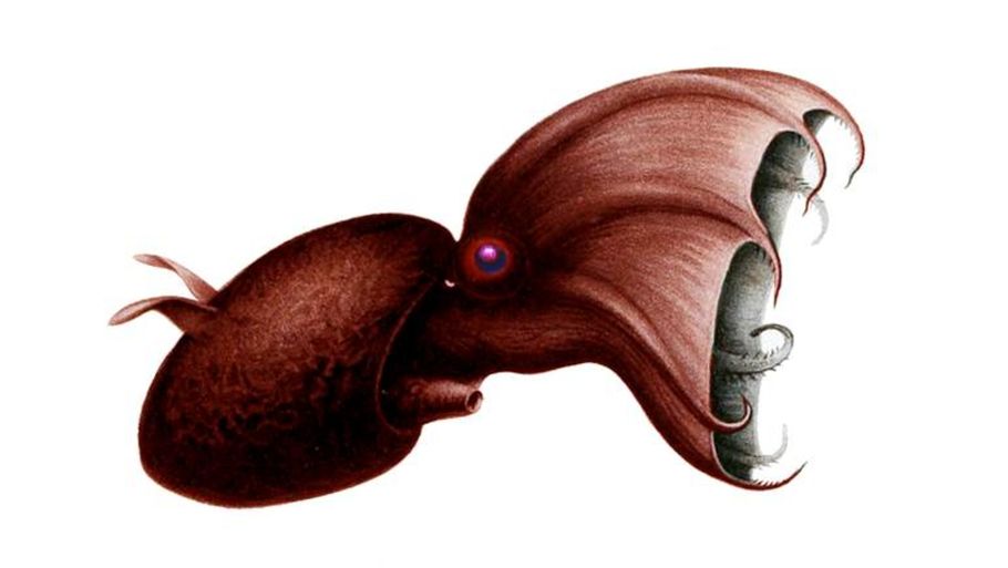 Vampyroteuthis infernalis, hvilket på dansk oversættes til ‘Vampyrblæksprutten fra Helvede’, findes stadig i dag, men har et misvisende navn. Den ser drabelig ud, men er ret fredelig og spiser for det meste organiske rester. (Illustration: Carl Chun/ CC 0)