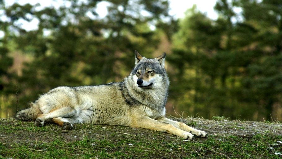 Man vurderer, at der er cirka 15 vilde ulve i Danmark. Foto: Klaus Gottfredsen