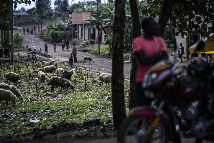 Rwandas flygtningelejre ligger langt fra den polerede hovedstad Kigali. Her er det en vej nær Kiziba. Foto: Anthon Unger