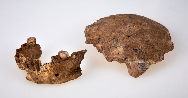 Fragmenter af kraniet og et kæbeben. Foto: AFP/Ritzau Scanpix