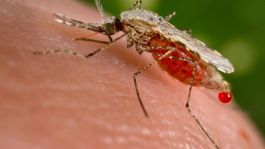 Malaria er en akut infektionssygdom. Den skyldes parasitten plasmodium falciparum, som overføres til mennesker af myg, der bærer parasitten. (Arkivfoto) Foto: Handout/Reuters