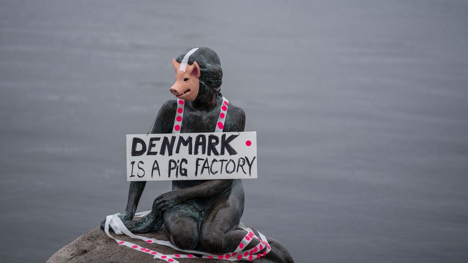 I januar 2020 stod Veganerpartiet bag en happening på Langelinie i København, hvor Den Lille Havfrue blev klædt ud som en gris. Det var en protest mod pladsforholdene i dansk svineproduktion. Foto: Liselotte Sabroe/Ritzau Scanpix