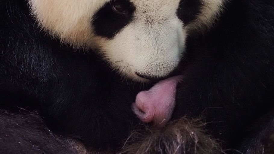 Pandaen Huan Huan med sin ene unge, som blev født natten til mandag. Foto: Guillaume Souvant/Ritzau Scanpix