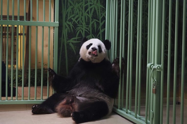 Her ses pandaen Huan Huan, kort tid før hun fødte to unger natten til mandag. Huan Huan, der betyder lykke på kinesisk, er udlånt til Frankrig af Kina. Foto: Guillaume Souvant/Ritzau Scanpix