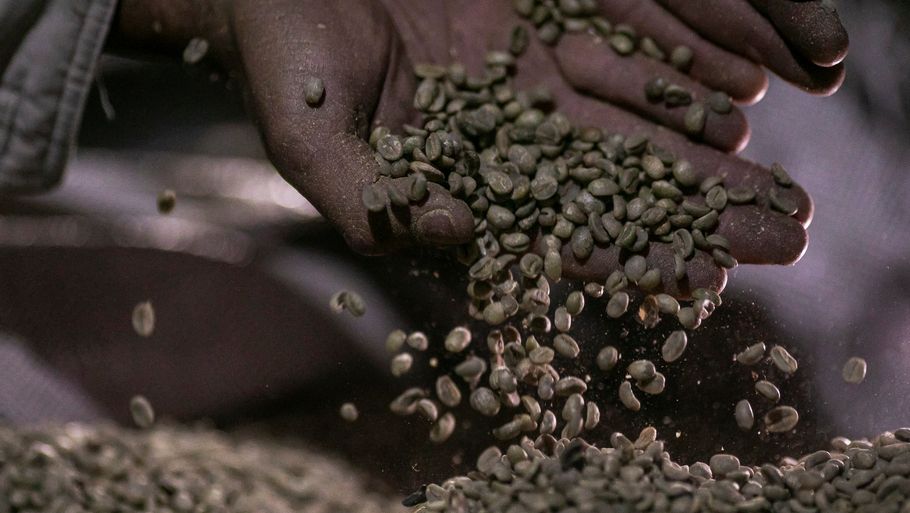 Det kan meget vel blive dyrere om lidt, når du skal købe kaffebønner. Foto: Roosevelt Cassio/Reuters/Ritzau Scanpix