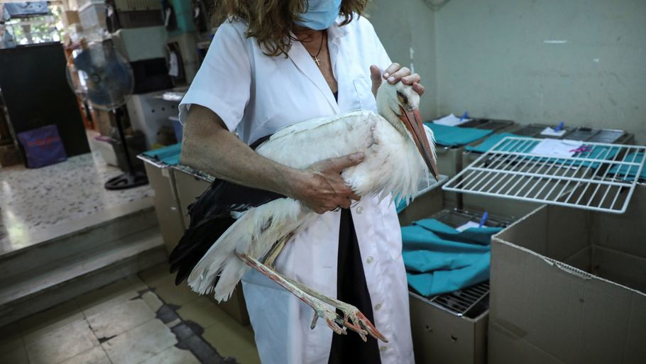 Lederen af dyreorganisationen Anima, Maria Ganoti, siger, at man aldrig før har oplevet så mange døde storke. Foto: Louiza Vradi/Reuters