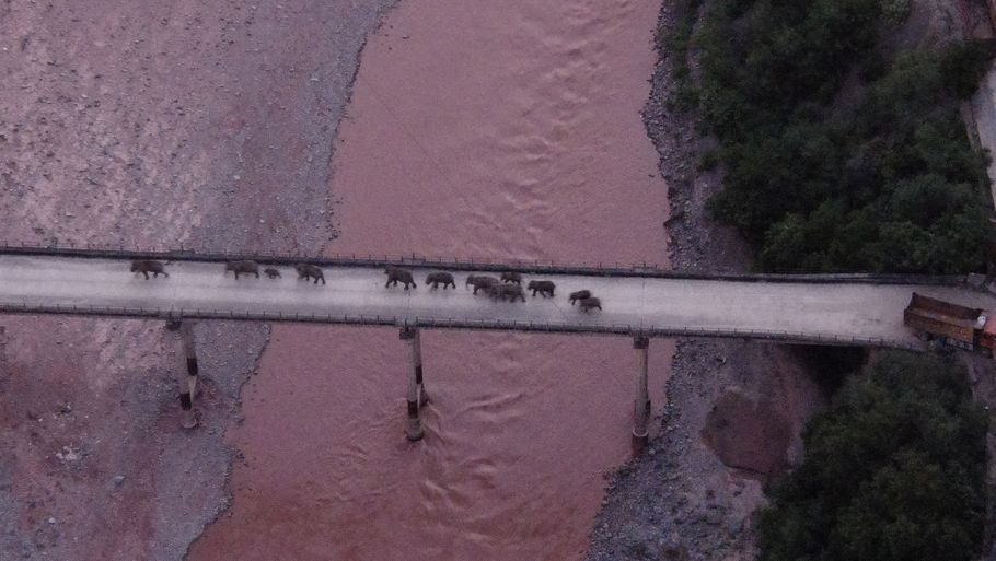 Dronebilleder viste for nylig elefantflokken krydse floden Yuanjiang River på deres vej hjem til Mengyangzi Nature Reserve i Kinas sydvestlige Yunnan-provins. (Arkivfoto) Foto: China Daily/Reuters