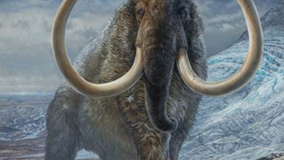 Fortællingen om mammuttens 28 år lange liv stod skrevet i dens stødtænder. (Illustration: James Havens/University of Alaska Museum of the North)