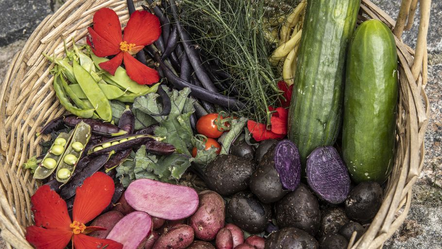 Høst alt, hvad du kan i køkkenhaven, når du kommer hjem fra sommerferie - og så evt. en runde mere af salat, radiser, spinat og gulerødder. Foto: Heidi Lundsgaard