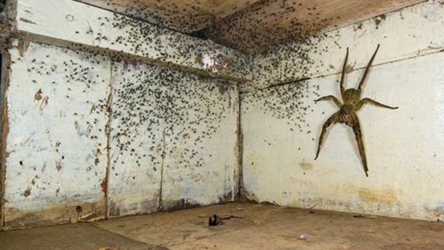 Fotografen Gil Wizen stødte tilfældigvis på dette vilde syn af en af verdens giftigste edderkopper - en brasiliansk vandreedderkop - under sin seng på sit værelse i Ecuador. (Foto: Gil Wizen – Wildlife Photographer of the Year).