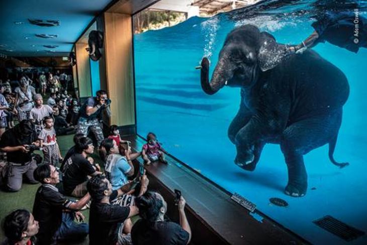 En elefant under vand underholder og tryllebinder et publikum i en zoo i Chonburi-provinsen i Thailand. (Foto: Adam Oswell / Wildlife Photographer of the Year).