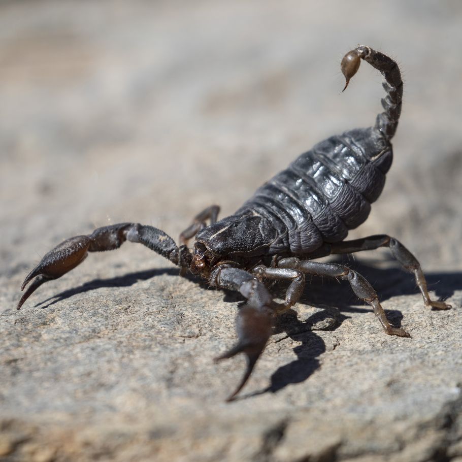 Farlige dræber-skorpioner invaderer huse i Egypten Foto billede