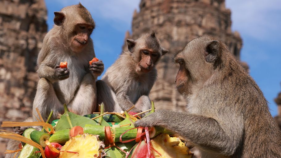 Makakaberne boltrer sig i den velfortjente frugt, som de har ventet på i to år. Foto: Jiraporn Kuhakan/Reuters