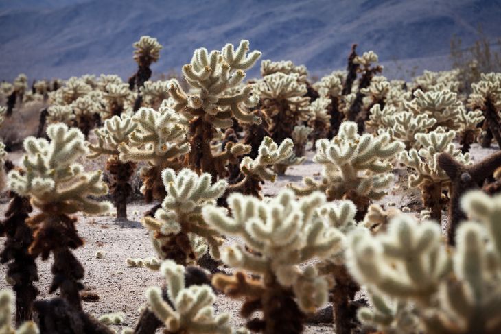 Cholla-kaktusser står ofte i ørkenen - og flere sammen. Her en 'Cholla-have' i Joshua Tree Park i USA. Foto: Ritzau Scanpix 